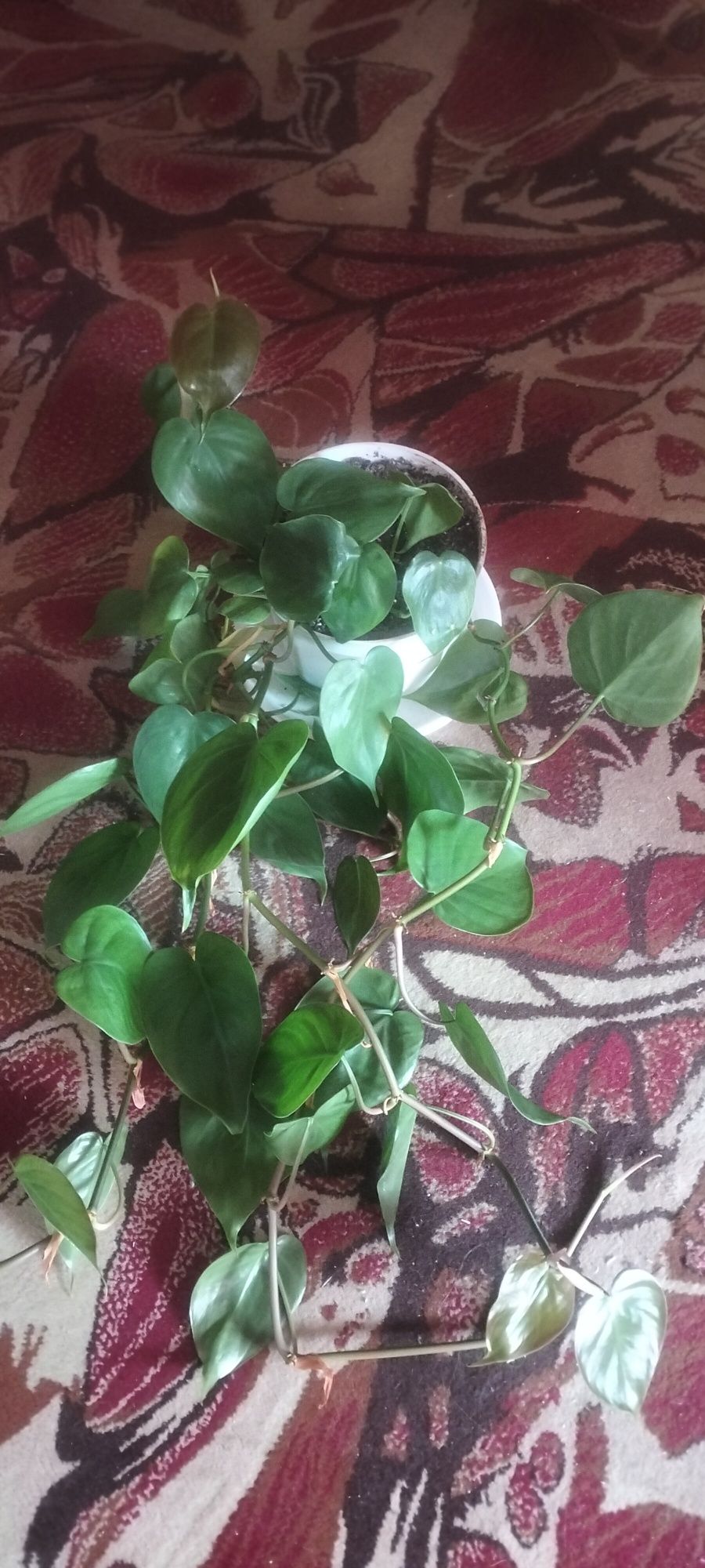 Sprzedam Philodendron piękny pnący cena.