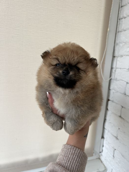 Дівчинка та хлопчик померанського шпіца в пошуках родини