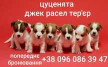 Цуценята Джек Рссел тер'єр