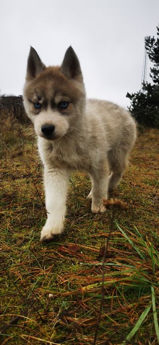 Ozzy Wyjątkowy Siberian Husky