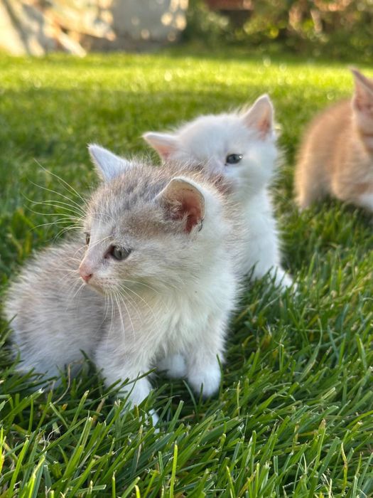 Відам у добрі руки котиків