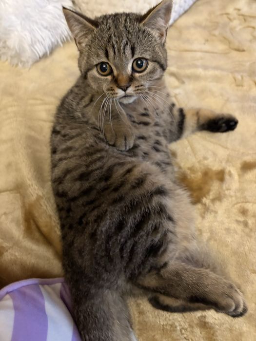 brytyjskie krótkowłosa kotka Bela