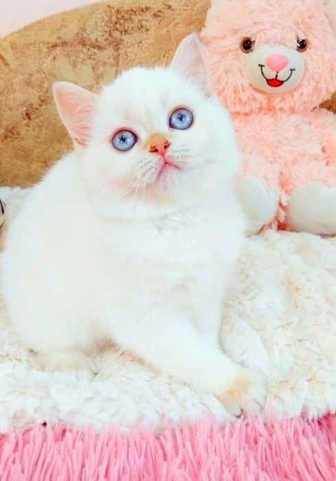 Шикарна шотландська дівчинка