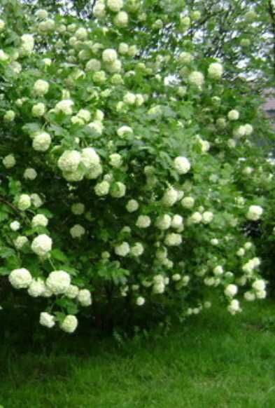 Kalina koralowa 'Roseum' Viburnum opulus 'Roseum 50 cm'