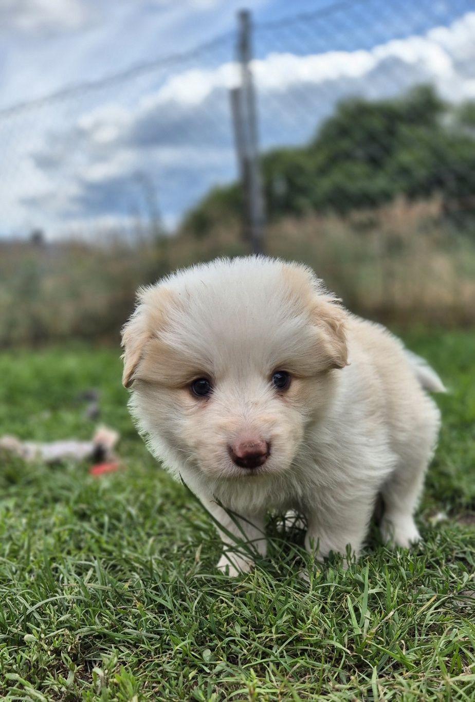 Piesek border collie ee red