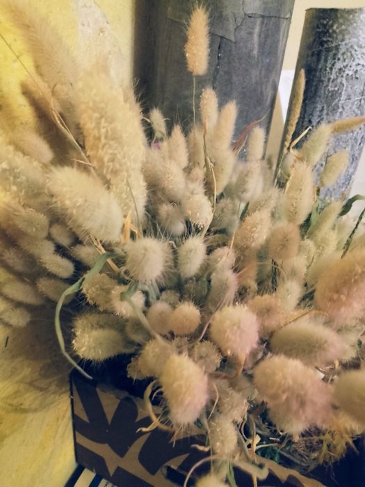 Suszony Zatrwian, dmuszek jajowaty i kacanka