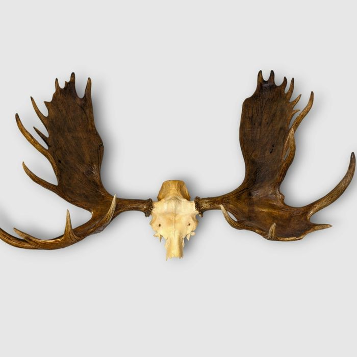 Poroże  losia inikat dla kolekcjonera