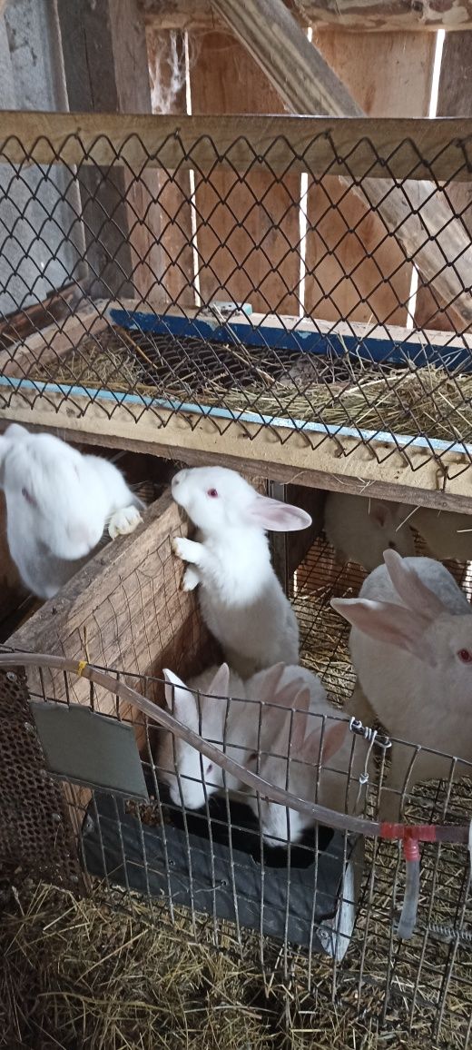 Кролики термонська біла та помісь