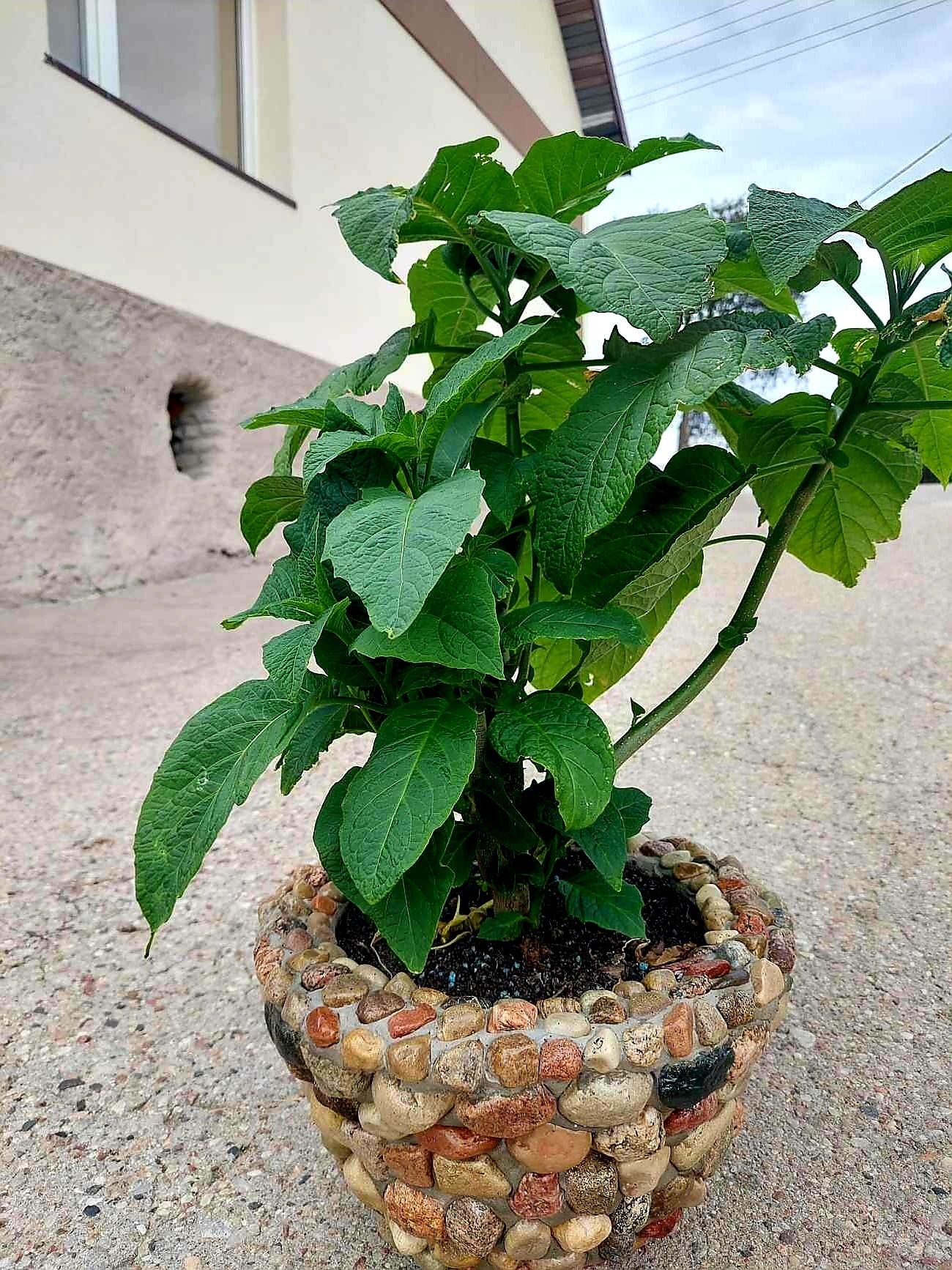 Datura, Bieluń, Burgmansia sadzonki Biała, Żółta