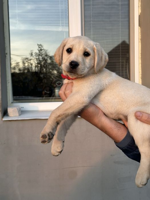 Лабрадор ретривер