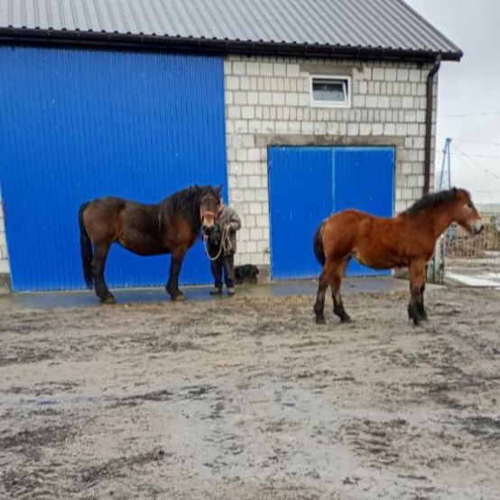 Klacz zimnokrwista, źrebica, źrebówka