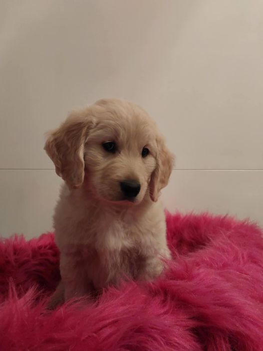 Golden Retriever pieski