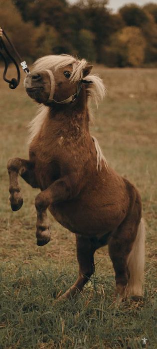 Продам міні поні