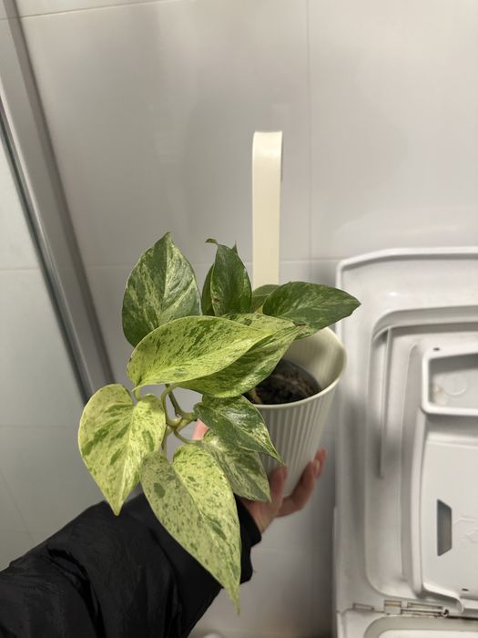 Epipremnum aureum (epipremnum złociste) epipremnum marble queen