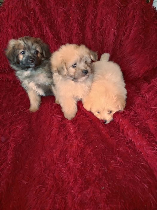 Маленькі комочки помапу