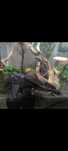 Vendo Plecostomus