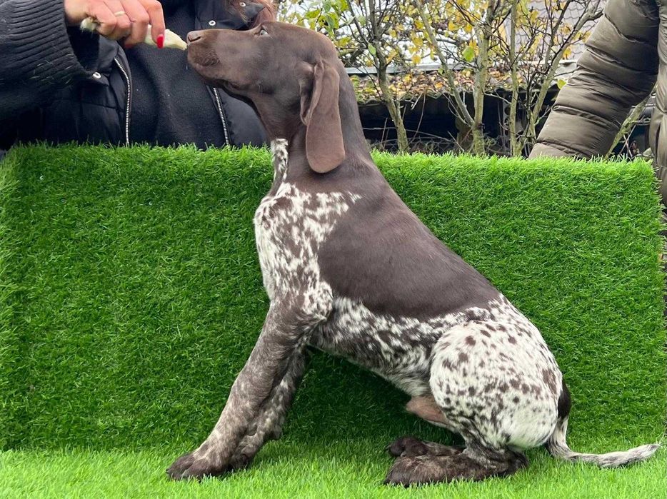 Sprzedam szczeniaka Wyżeł Niemiecki