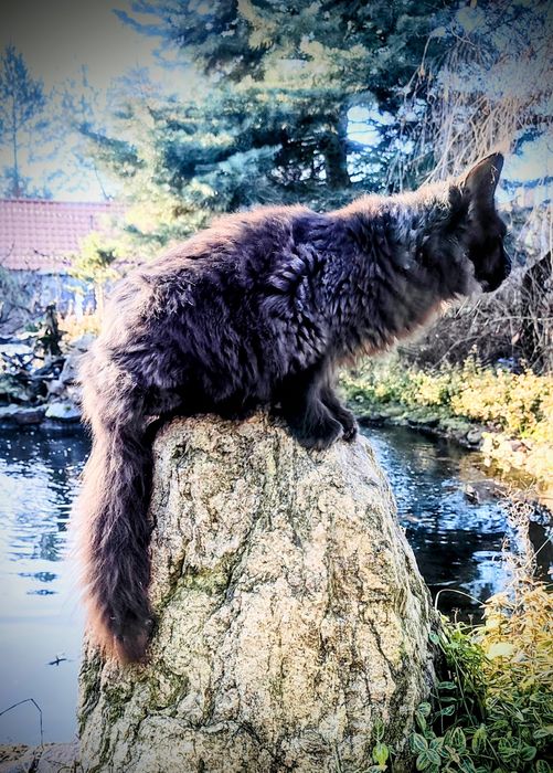 Maine Coon kocur do odbioru -wyjątkowy kolor, hodowla