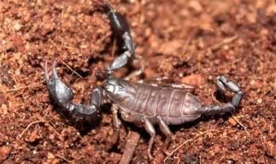 Skorpion dla początkujących Euscorpius tergestinus samce samice pary