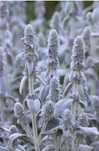 Czyściec wełnisty Stachys byzantina 20 sadzonek