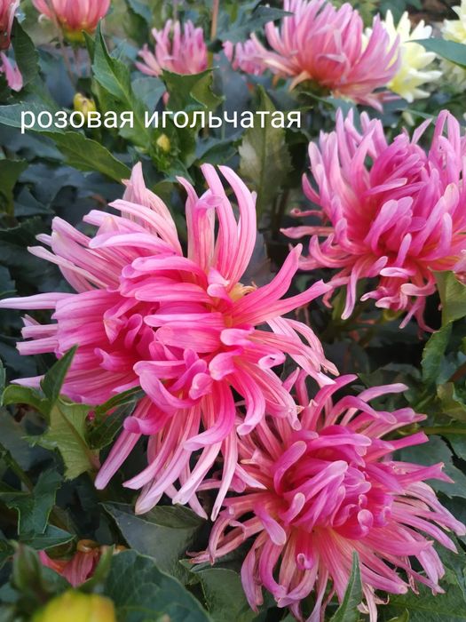 Клубні георгіни (жоржини)