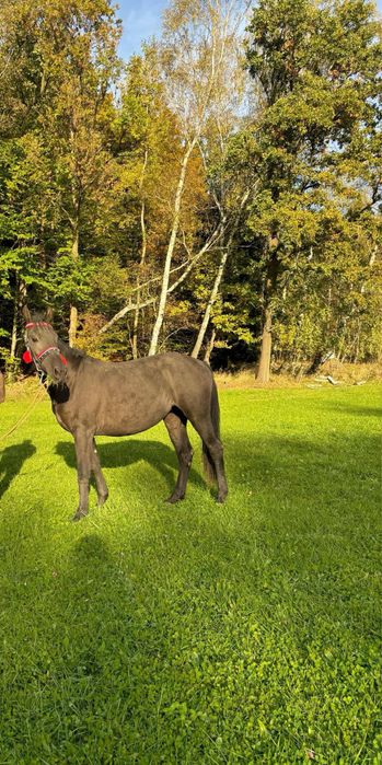 Klacz/Polski koń sportowy