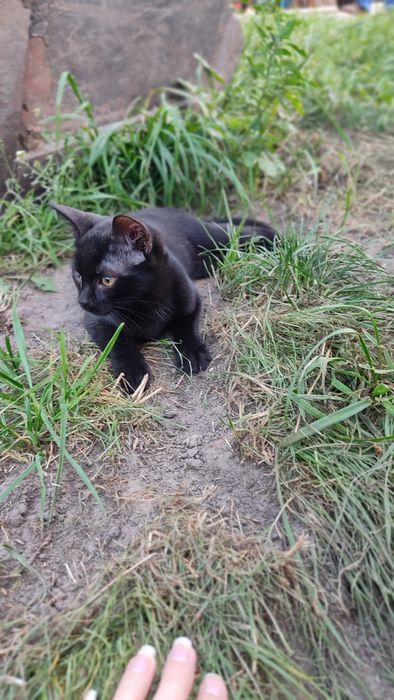 Oddam w dobre ręce oswojone kociaki!