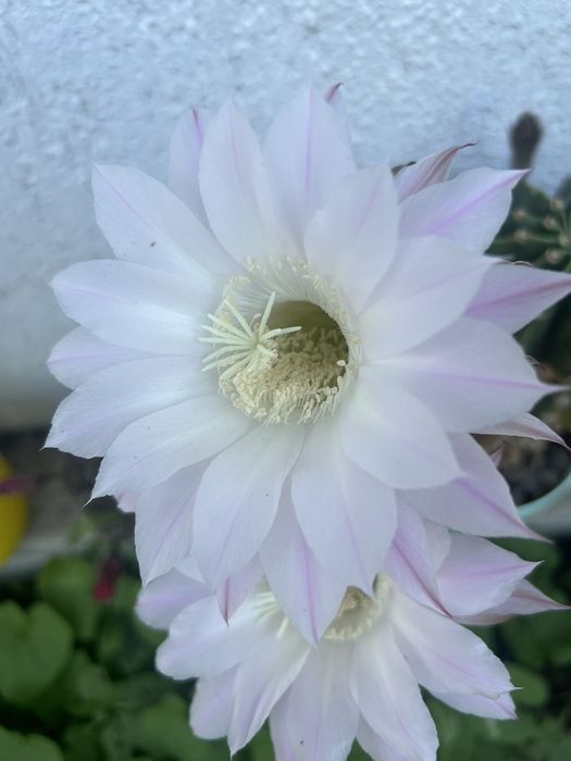 Кактус Ехінопсис