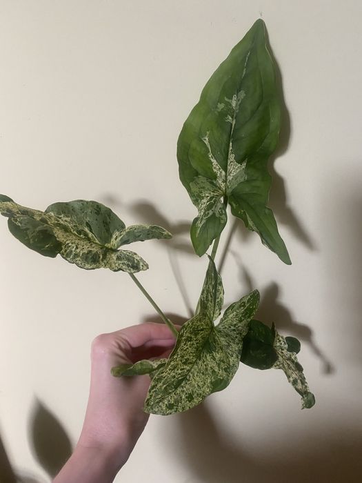 Сингониум мотлед сортовые сингониумы