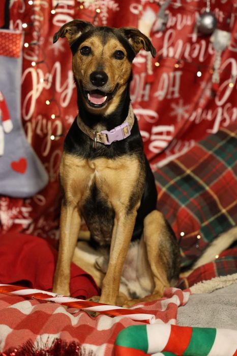 Roczny samiec do adopcji