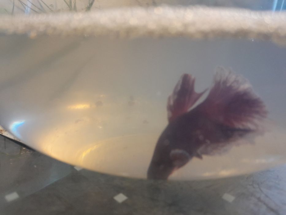 Betta juvenis disponíveis para venda