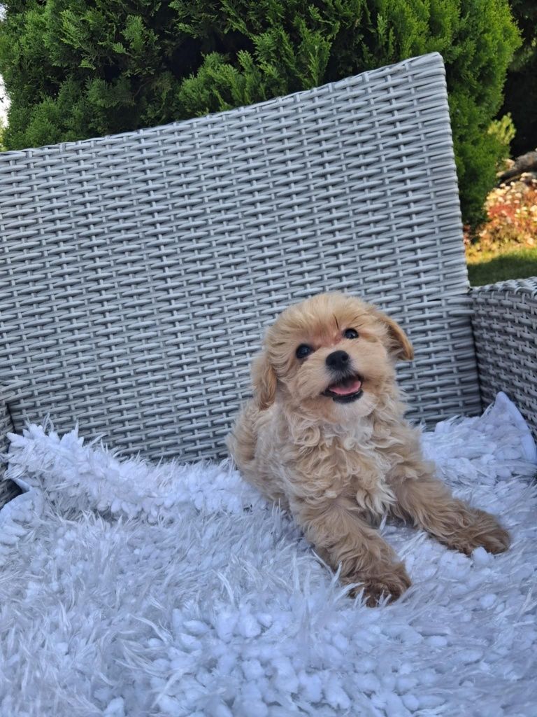 Piękna Sunia Maltipoo XS