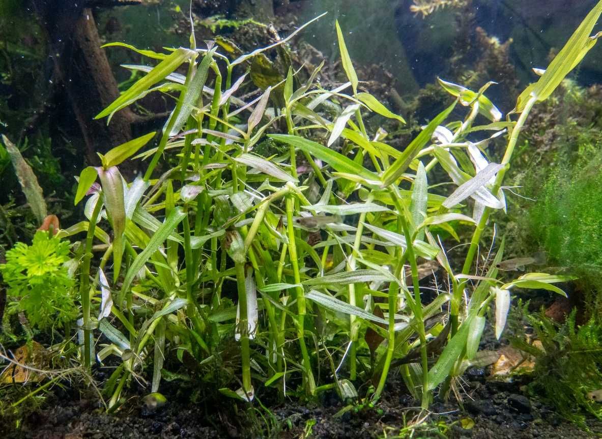 Zestaw XXLux roślin akwariowych styl Nature/Amano do dużego akwarium