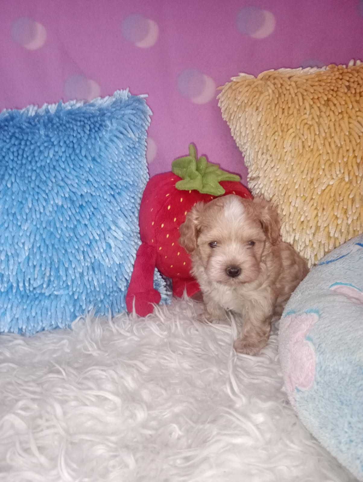 Maltipoo - piesek miniaturowy
