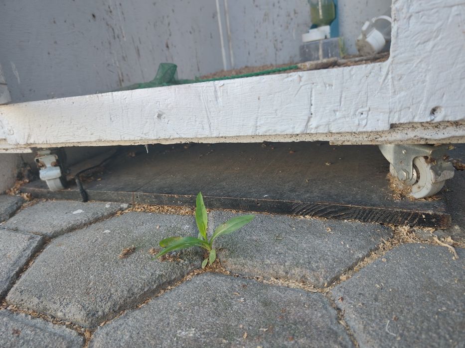 Gaiola para pássaros