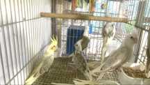 Caturras domesticadas ja comendo sozinhas aves super doceis