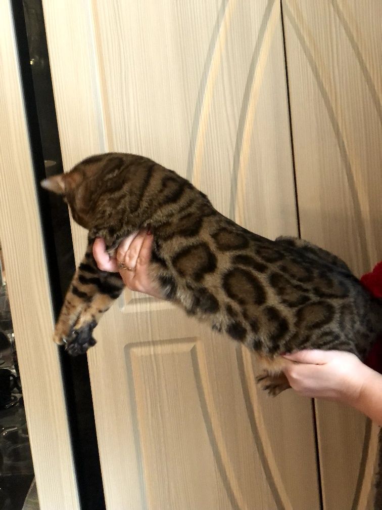 Бенгальские коты( мальчик 1,5 года)