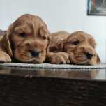 Sprzedam pieska Cocker spaniel