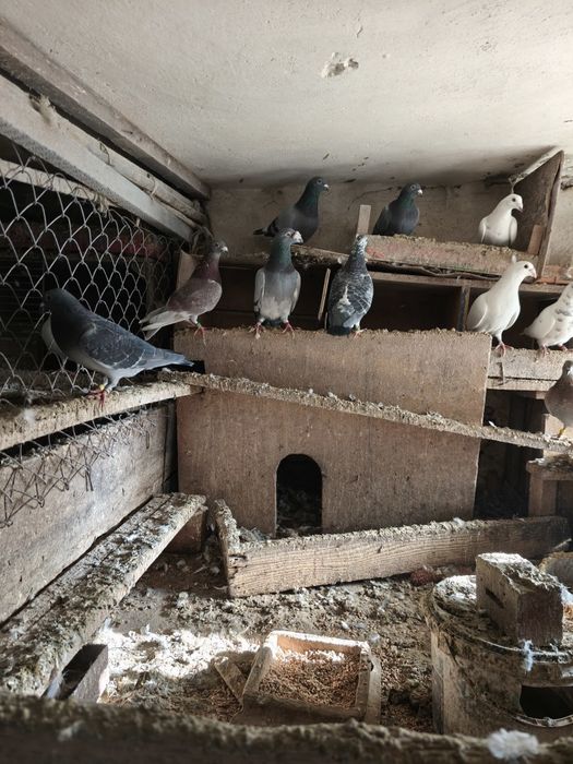 Gołębie, piekne gołąbki