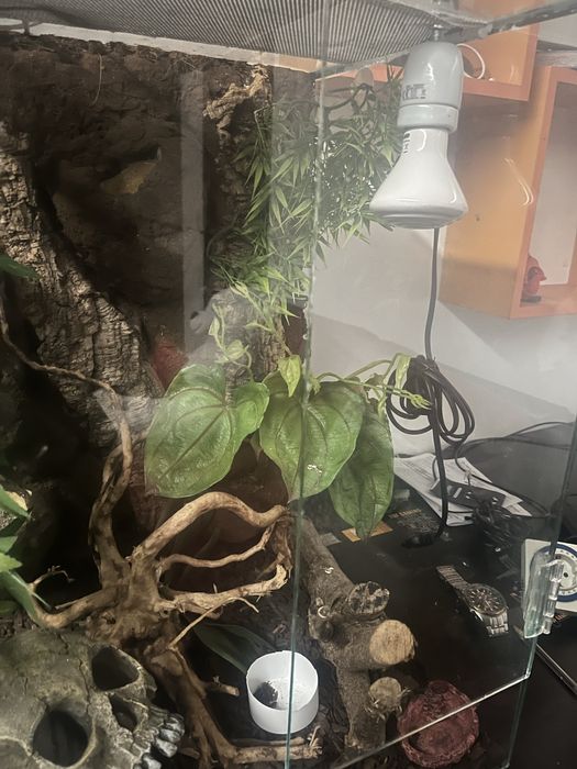 Terrario para reptil
