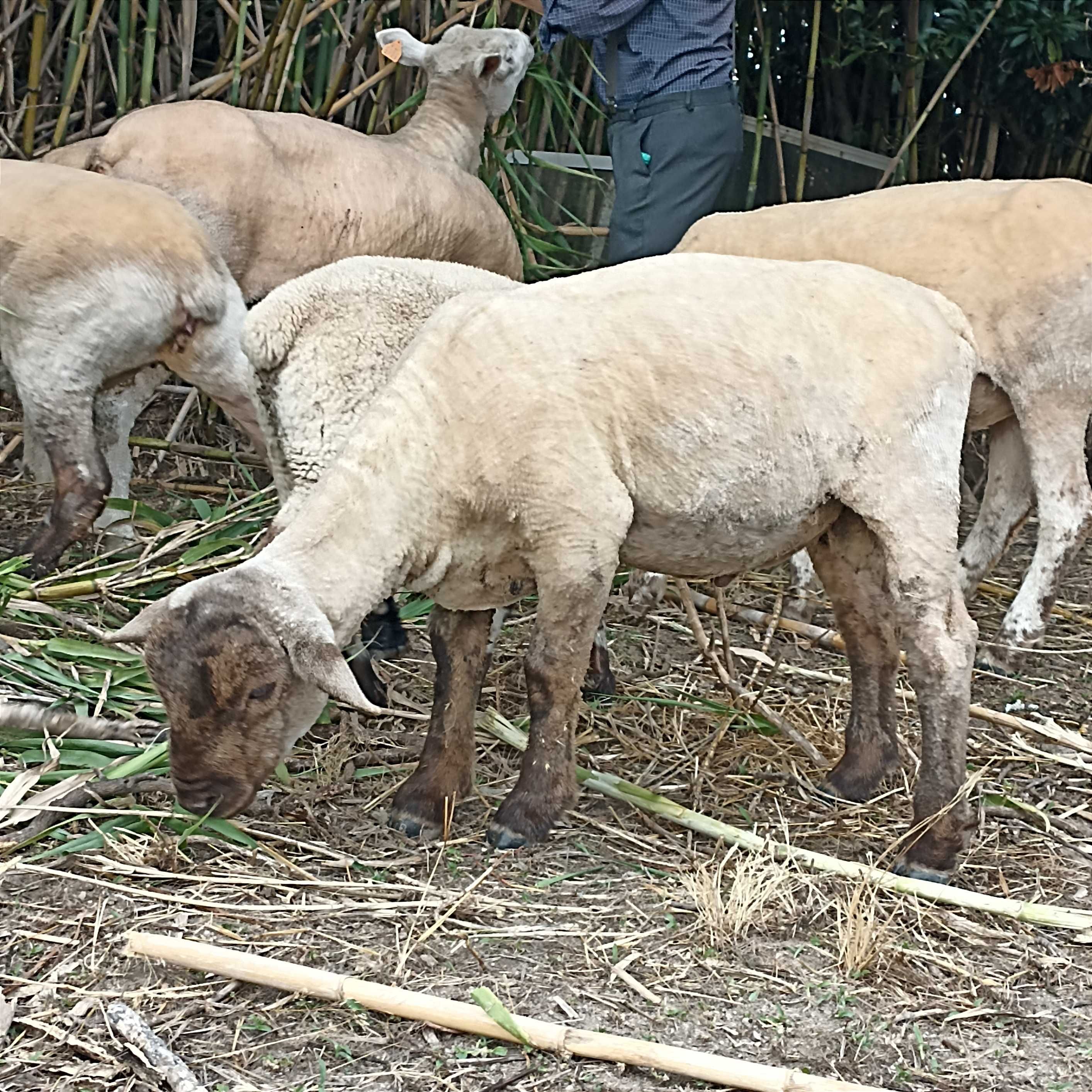 Borrego Suffolk x Ilê de France