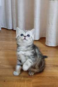 Мраморне кошеня срібної шиншили.
