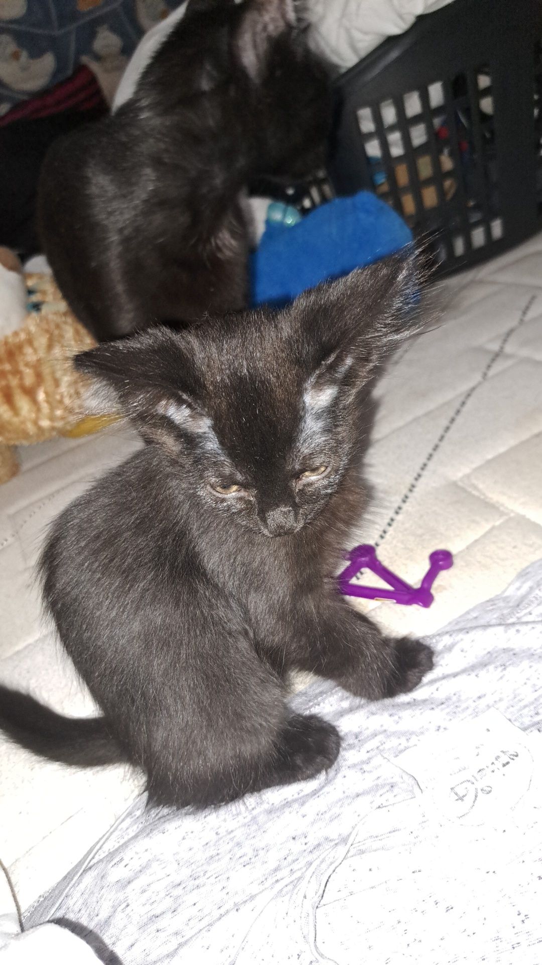 Doação de 2 gatinhas