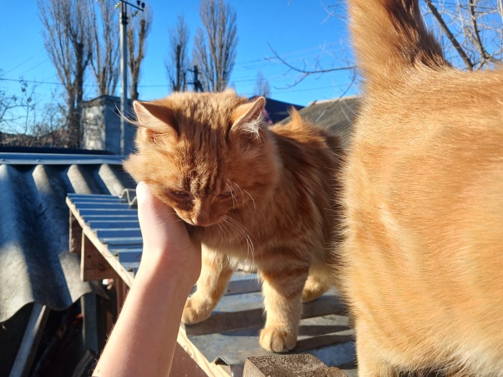 Кошенята шукають родину
