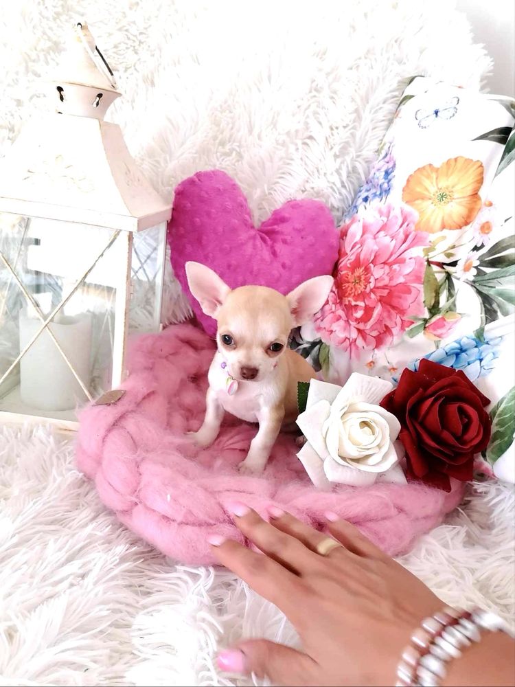Śliczna  biszkoptowa suczka chihuahua