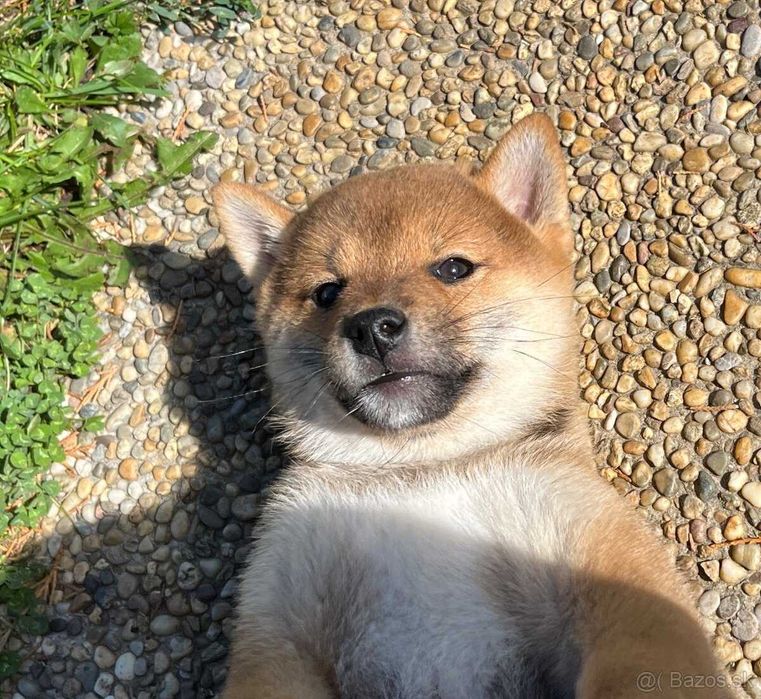 Shiba Inu ㅤㅤㅤㅤㅤㅤ
