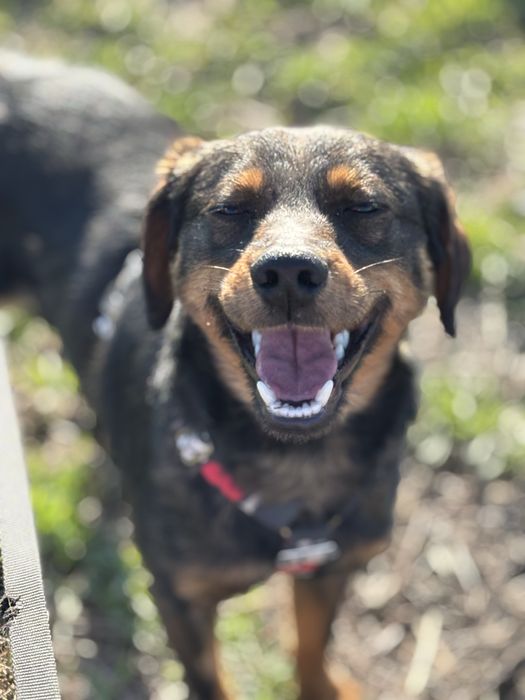 Maly piesek Pikuś do adopcji