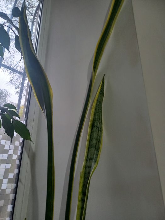 Монстера, фікус робуста, фвкус Бенджаміна, сансевиерия лауреті.