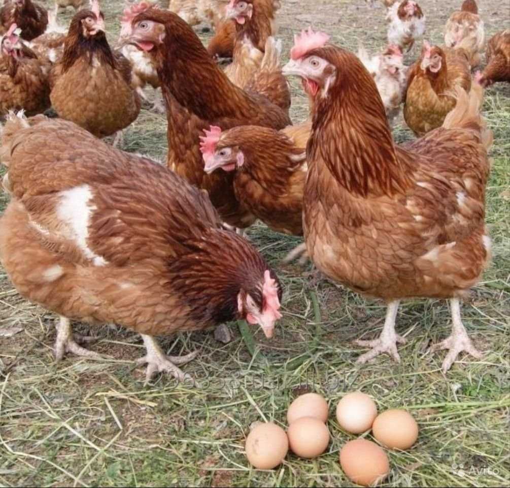 Инкубационное яйцо Ломан Вайт (Украина Венгрия)