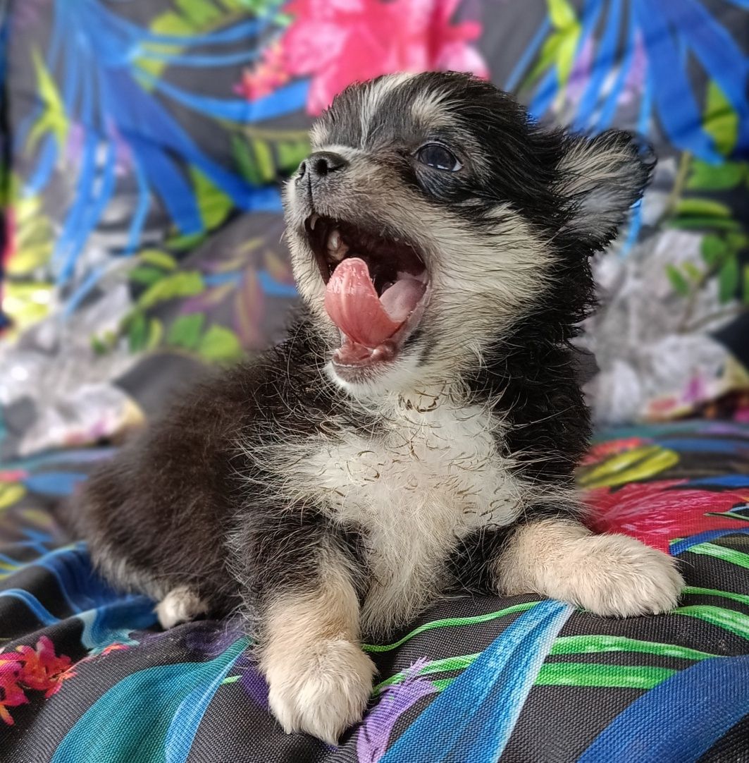 Chihuahua piesek mini XS długowłosy